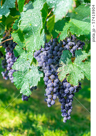 ワイン用ブドウ　実り　【長野県】 57419904