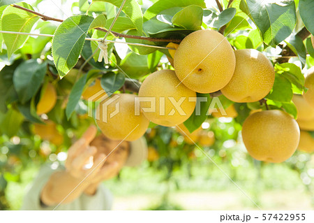 梨の収穫 梨の収穫 57422955