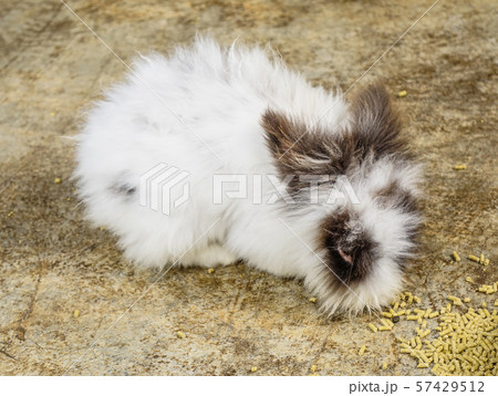 Small cute rabbit Small cute rabbit 57429512