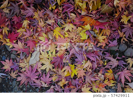 Autumn garden in Tokyo, Japan Autumn garden in Tokyo, Japan 57429911