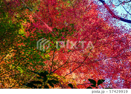 Autumn garden in Tokyo, Japan 57429919