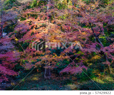 Autumn garden in Tokyo, Japan 57429922
