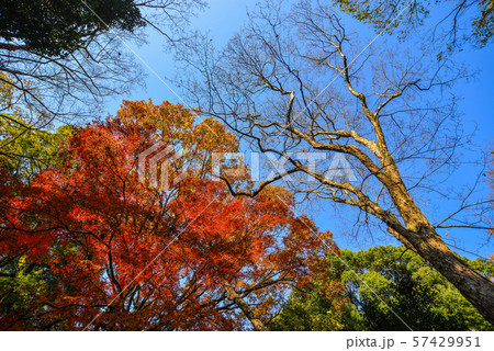 Autumn garden in Tokyo, Japan Autumn garden in Tokyo, Japan 57429951