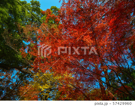 Autumn garden in Tokyo, Japan Autumn garden in Tokyo, Japan 57429960