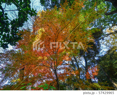 Autumn garden in Tokyo, Japan Autumn garden in Tokyo, Japan 57429965