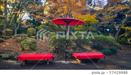 Japanese red umbrella at the city park Japanese red umbrella at the city park 57429986