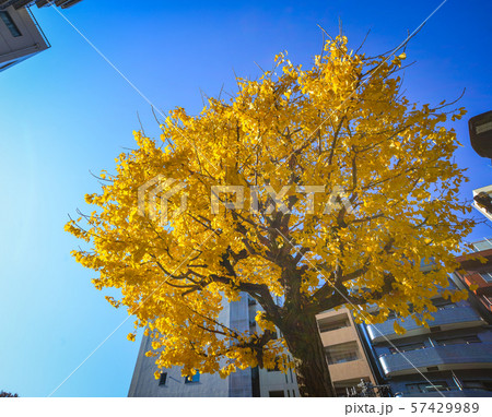 Autumn garden in Tokyo, Japan Autumn garden in Tokyo, Japan 57429989