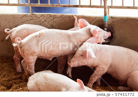The pig is drinking water from an automatic water 57431772