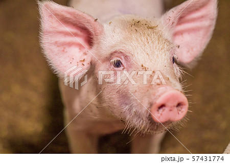 Close-up of piggy faces. Pig farm organic Close-up of piggy faces. Pig farm organic 57431774