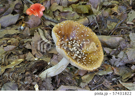 イボテングタケ イボテングタケ 57431822