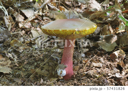 ベニイグチ ベニイグチ 57431826