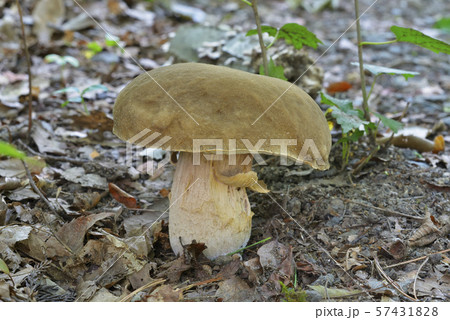 ヤマドリタケモドキ ヤマドリタケモドキ 57431828