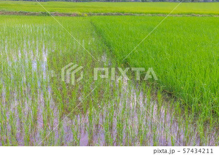 different stage of green paddy rice field in Thailand. 57434211