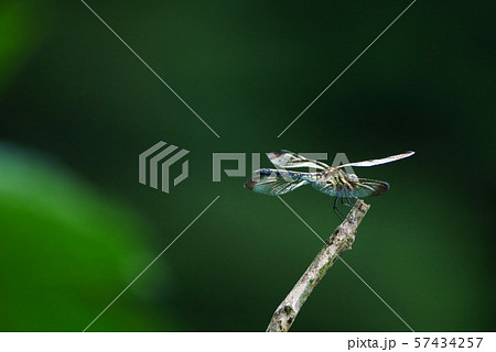 風景動物昆虫写真 光る羽のトンボ 秋の光りに輝くトンボの羽の写真素材