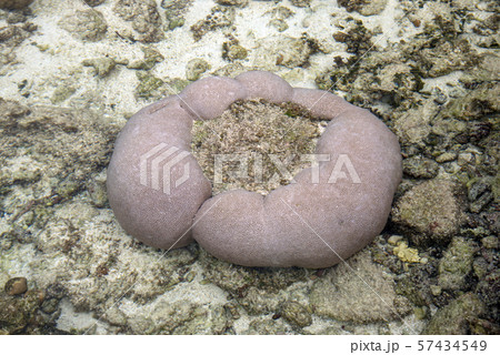 ニューカレドニア  ロイヤルティ諸島　マレ島　エニビーチの珊瑚 57434549