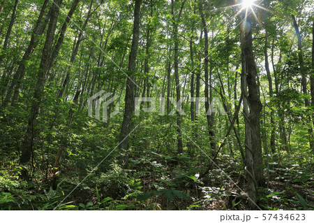 光指す初秋のコナラ林ー宮床湿原 福島県南会津町 光指す初秋のコナラ林ー宮床湿原 福島県南会津町 57434623