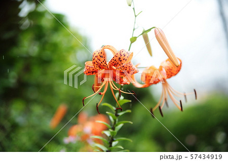 クルマユリ クルマユリ 57434919