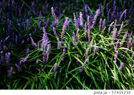 ヤブランの花 ヤブランの花 57435230