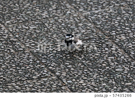 ハクセキレイ 57435266