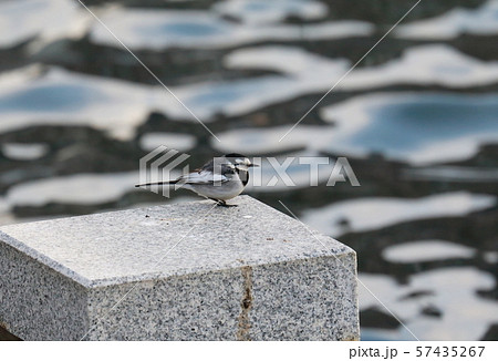 ハクセキレイ 57435267