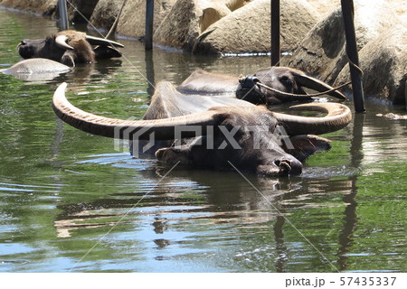 水牛【沖縄】 57435337