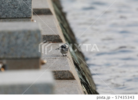 ハクセキレイ 57435343