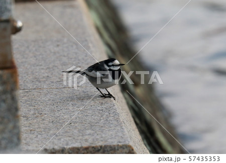 ハクセキレイ 57435353