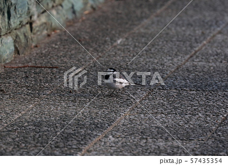 ハクセキレイ 57435354