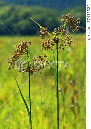 アブラガヤの実りー宮床湿原　福島県南会津町 57435520