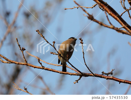 ウソ ウソ 57435530