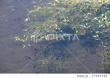 川南湿原と植物 川南湿原と植物 57435536