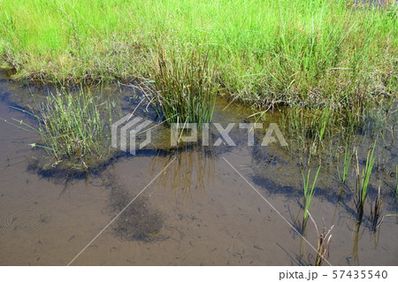 川南湿原と植物 川南湿原と植物 57435540