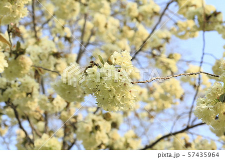 ウコン桜の花 57435964