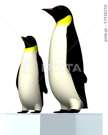 皇帝ペンギンのイラスト素材