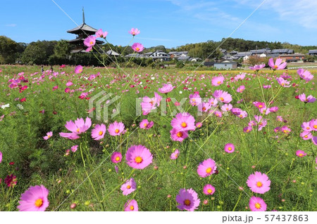 法起寺とコスモス畑 57437863