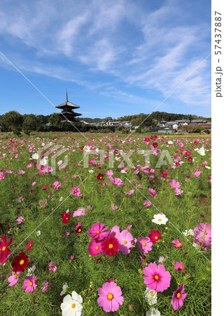 法起寺とコスモス畑 57437887