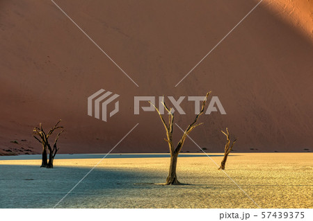dry acacia tree in dead in Sossusvlei, Namibia dry acacia tree in dead in Sossusvlei, Namibia 57439375