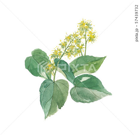 オオツヅラフジ　 57439732