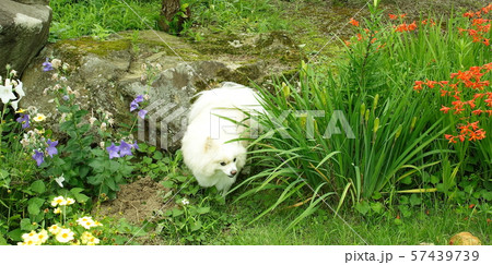 ポメラニアンが庭で花に囲まれて遊んでいます　白クリーム色　家族ペット　夏　 57439739