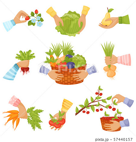 Set of different vegetables and fruits in the hands. Vector illustration on a white background. Set of different vegetables and fruits in the hands. Vector illustration on a white background. 57440157