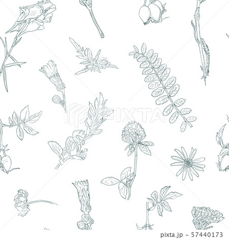 Wildflowers Berries Seamless Pattern Hand Drawn のイラスト素材