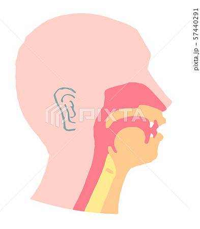 口腔断面図　 57440291