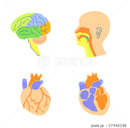 脳 心臓 口腔のイラスト素材