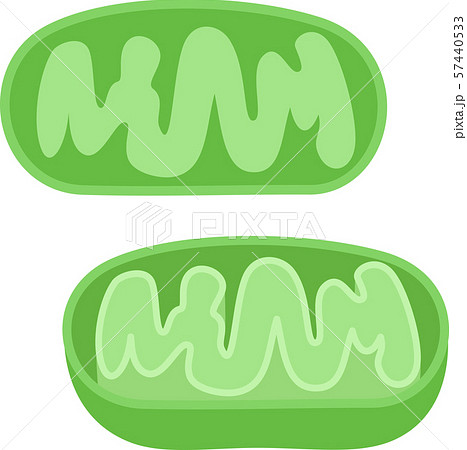 ミトコンドリアの断面図のイラスト素材