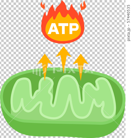 Atpを生み出すミトコンドリアの図のイラスト素材