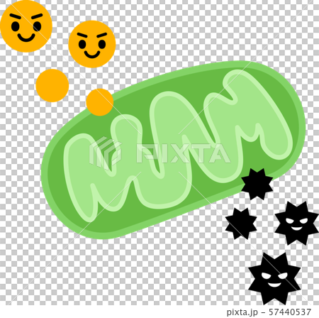 Mitochondria producing energy and active oxygen 57440537