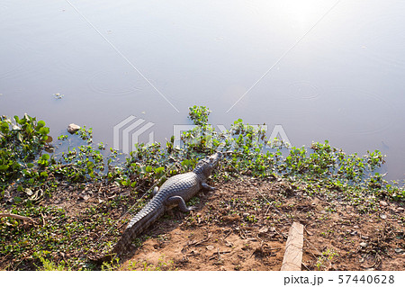 caiman which heats up in the morning sun. caiman which heats up in the morning sun. 57440628