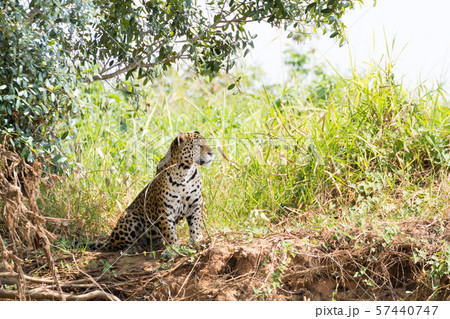 Jaguar from Pantanal, Brazil 57440747