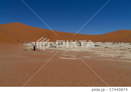 Dead Vlei 57440874
