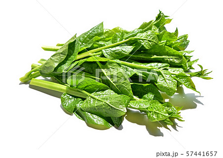 ツルムラサキ ツルムラサキ 57441657